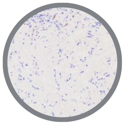 Limited cellular apoptosis