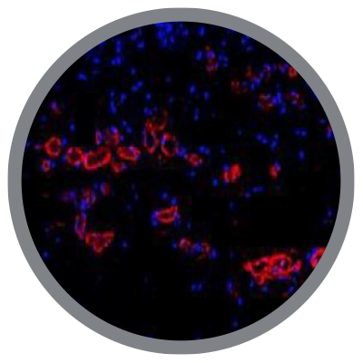 Maintained vascular networks