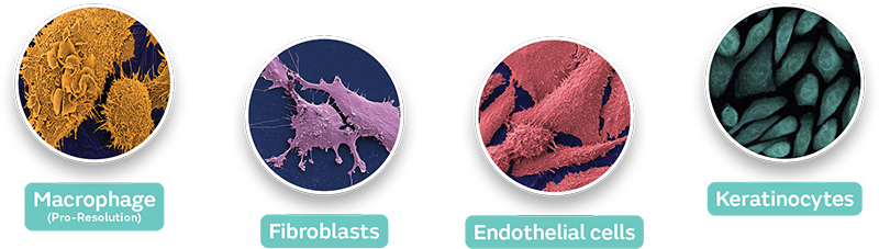 cell types