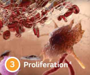 Proliferation