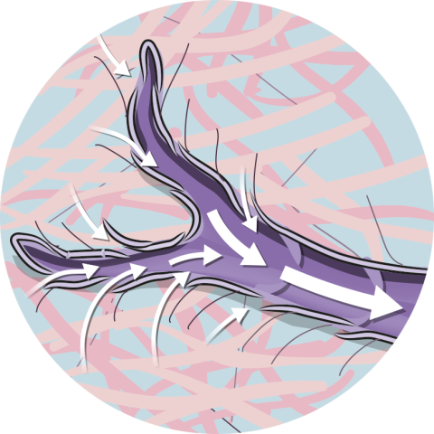 Promotes lymphatic drainage icon